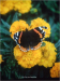 le-gite-des-hesperides-fleurs-et-papillon