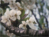 le-gite-des-hesperides-fleurs
