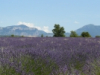 lavandes-provence